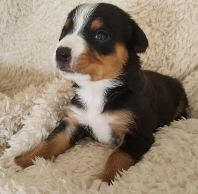 Entlebucher mountain dog pups for sale in NM